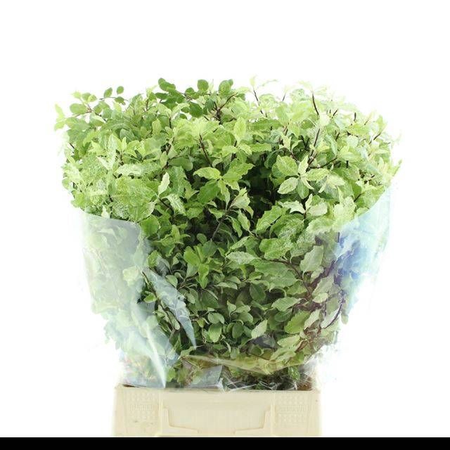 <h4>PITTOSPORUM BS</h4>