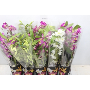 DENDROBIUM P12 PREMIUM