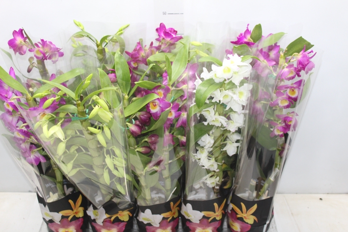 <h4>DENDROBIUM P12 PREMIUM</h4>