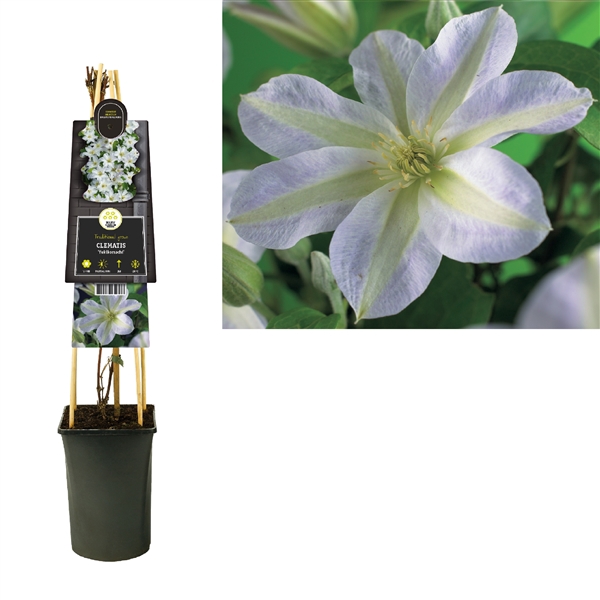 <h4>Clematis 'Yukikomachi' +3.0 label</h4>