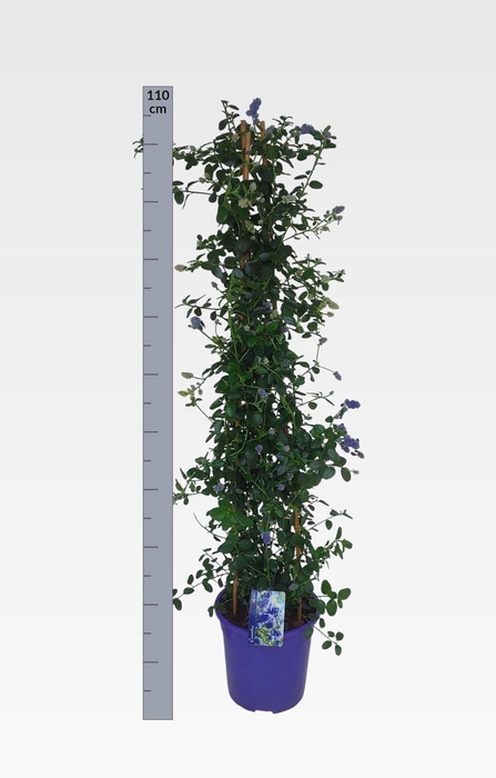 CEAN TH REPENS