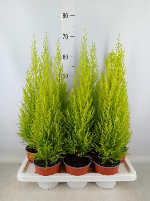 <h4>Cupressus macro. 'Goldcrest Wilma'</h4>