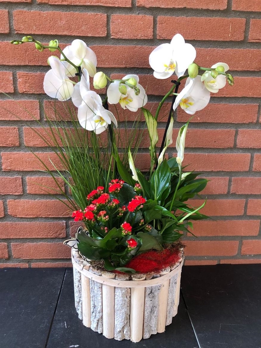 <h4>Arr (9) Phal Beukenhout Rond Xl</h4>