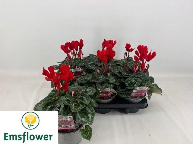 <h4>CYCL KL SUP VERANO</h4>