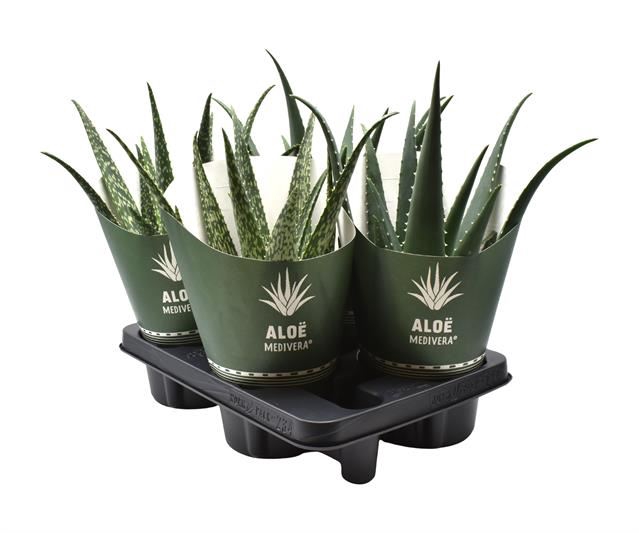 <h4>ALOE GEM</h4>