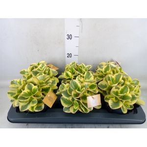 Peperomia obt. 'Obtipan Bicolor'