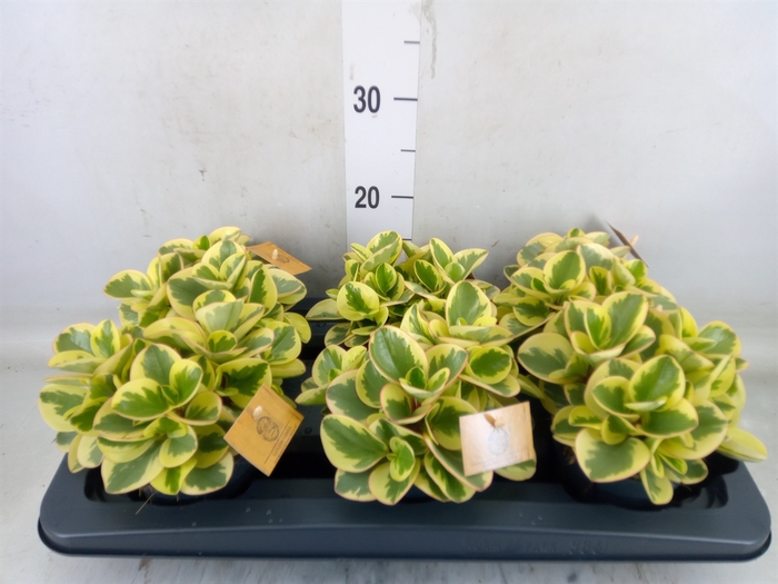 <h4>Peperomia obt. 'Obtipan Bicolor'</h4>