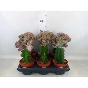 Euphorbia lactea
