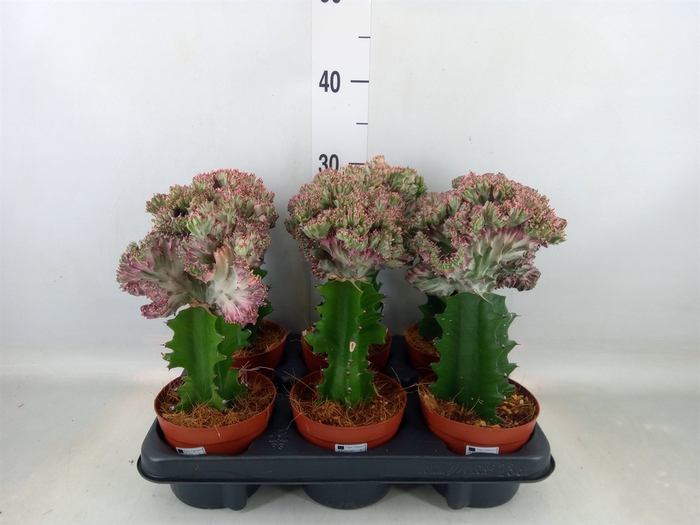 <h4>Euphorbia lactea</h4>