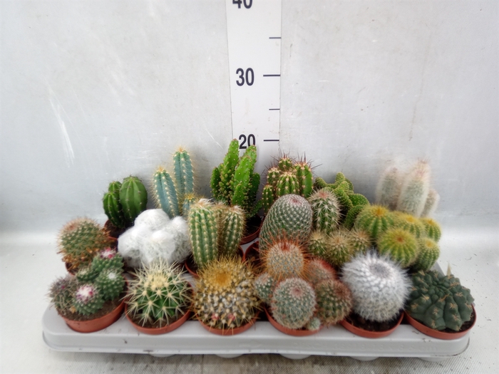 <h4>Cactus   ...mix</h4>