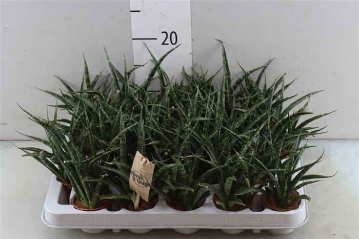 <h4>Sansevieria Fernwood Punk</h4>