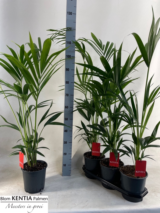 HOWEA FORSTERIANA