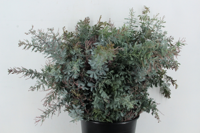 <h4>ACACIA MIMOSA BAILEYANA 200GR</h4>