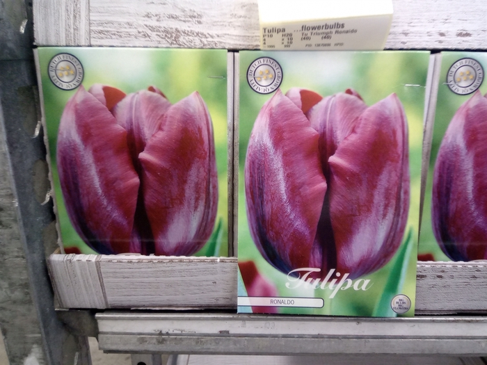 Tulipa   ...flowerbulbs