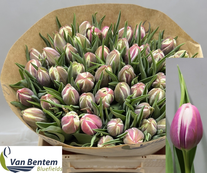 <h4>TU DU VALESKA</h4>