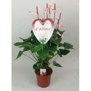 Anthurium Princess Amalia Elegance