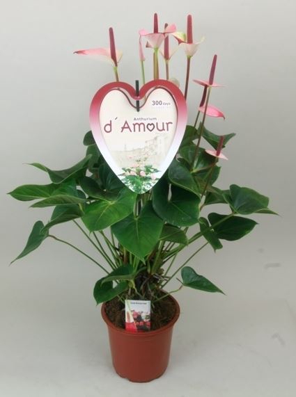 <h4>Anthurium Princess Amalia Elegance</h4>