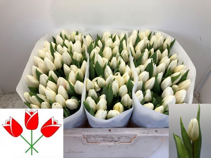 <h4>TU EN WHITE PRINCE</h4>