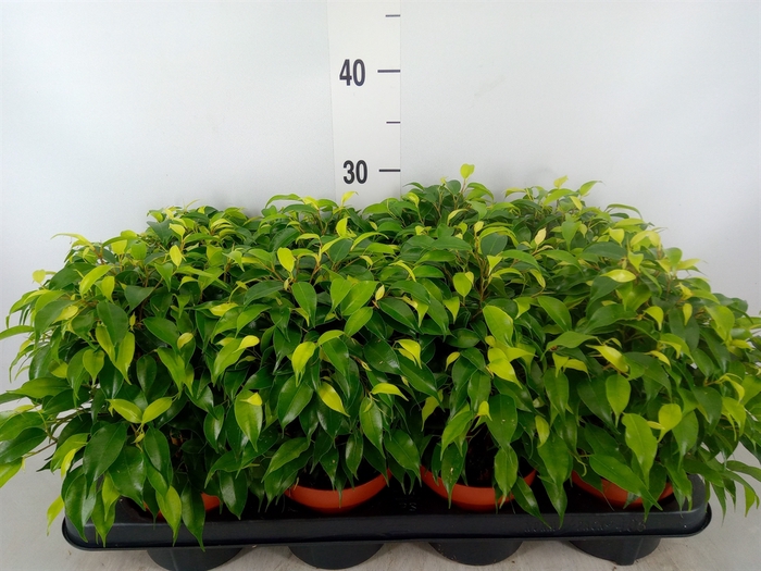 <h4>Ficus benja. 'Green Kinky'</h4>