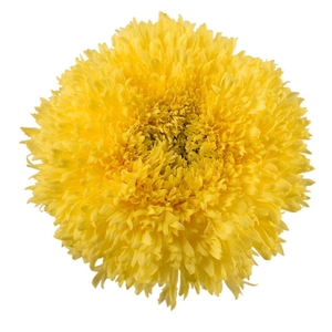 Chrys Etrusko Yellow