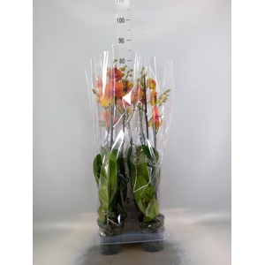 Phalaenopsis  'Surfsong'