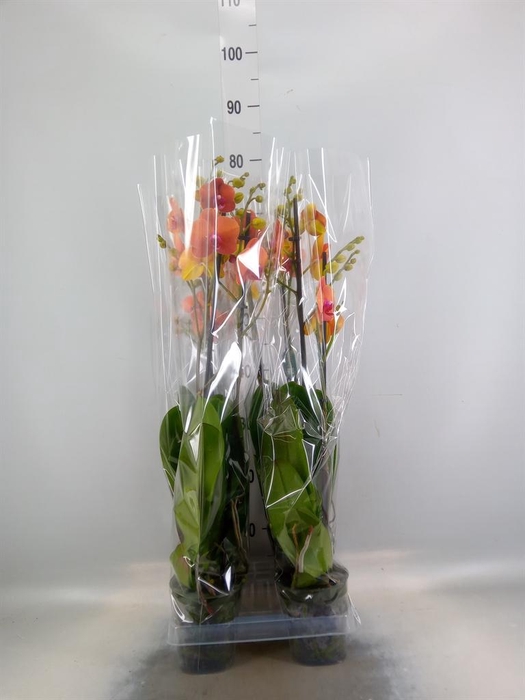 <h4>Phalaenopsis  'Surfsong'</h4>