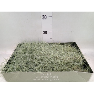 Tillandsia usneoides