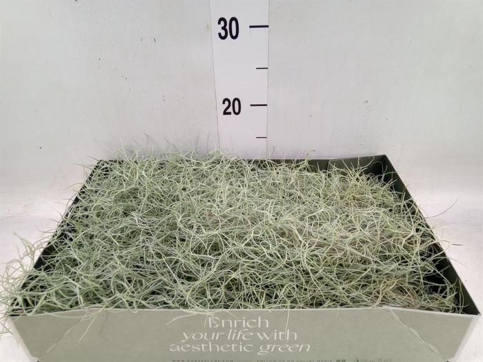 <h4>Tillandsia usneoides</h4>