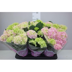 Hydrangea Early Rosa 5-6 More Lips