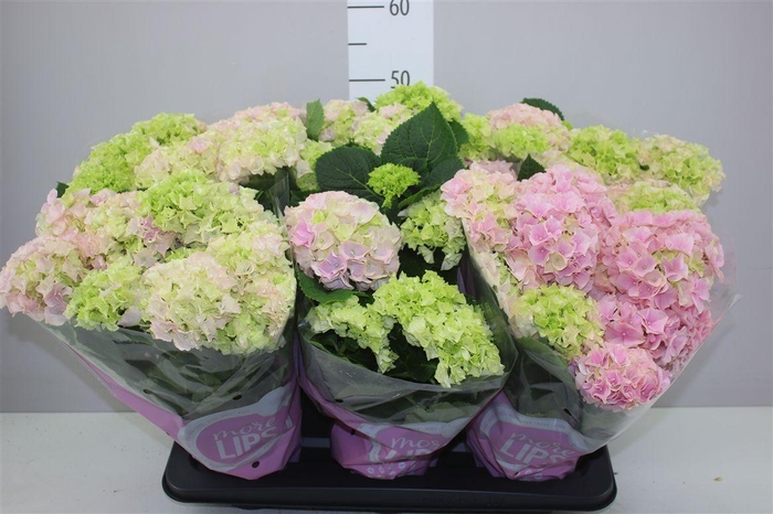 <h4>Hydrangea Early Rosa 5-6 More Lips</h4>