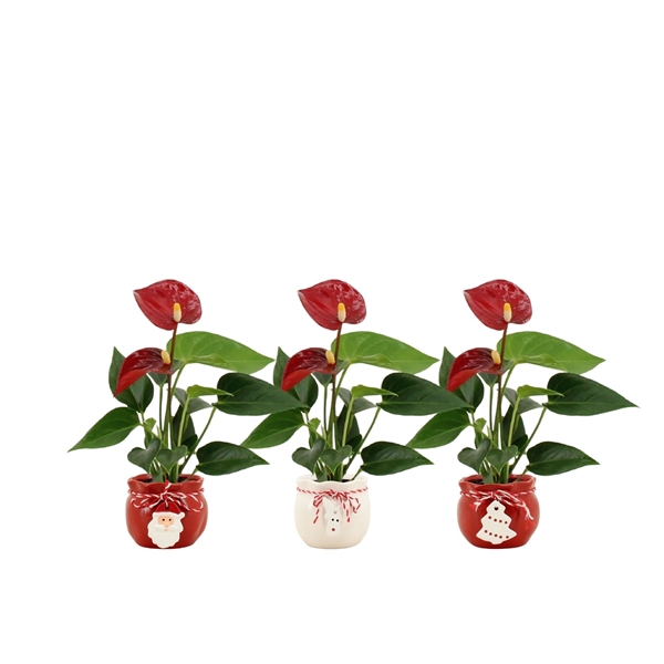 Anthurium Pearl Micra in Christmas bag mix ceramics