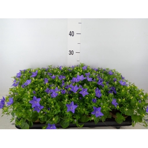 Campanula isoph. 'Napoli'