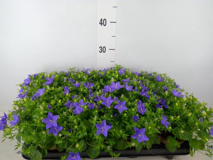 <h4>Campanula isoph. 'Napoli'</h4>