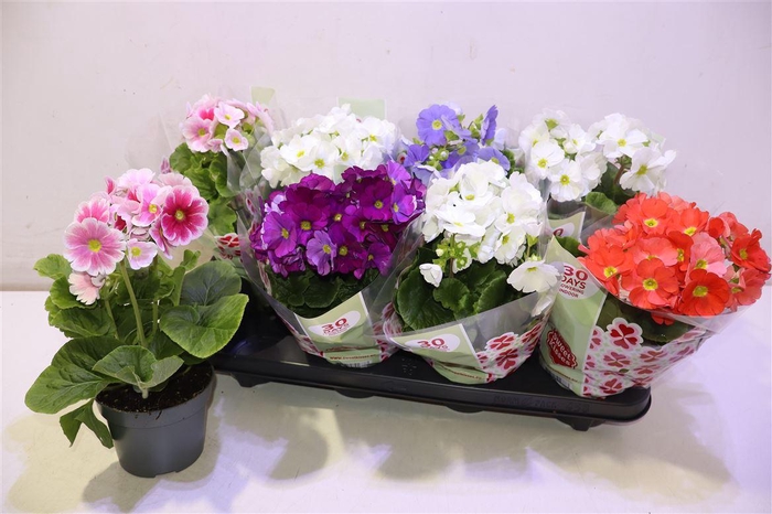 <h4>Prim Ob Tm Gem</h4>