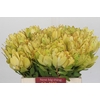 Leucadendron Goldstrike