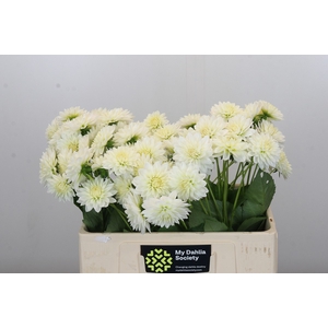 Dahlia Snow Cap