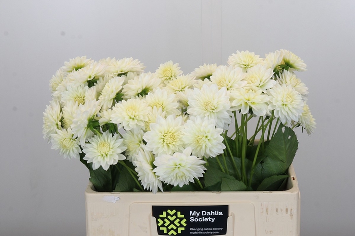 Dahlia Snow Cap