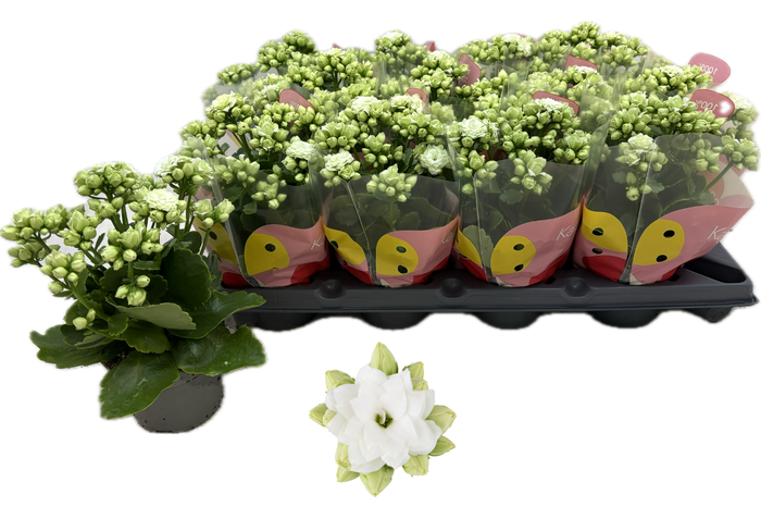 <h4>KAL GE RF GRETA</h4>