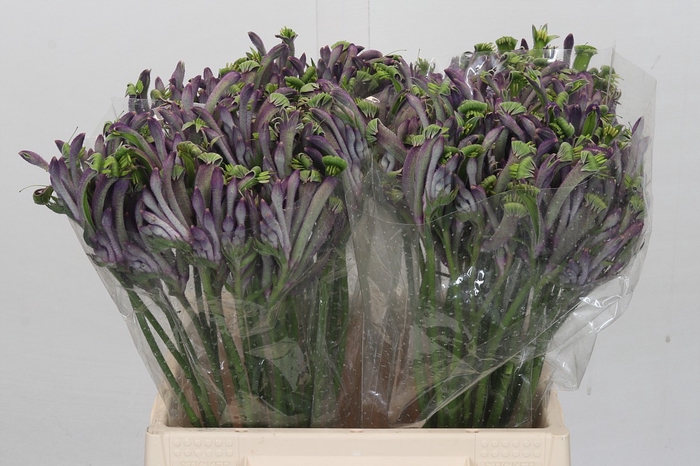 Anigozanthos Celebrations Carnivale