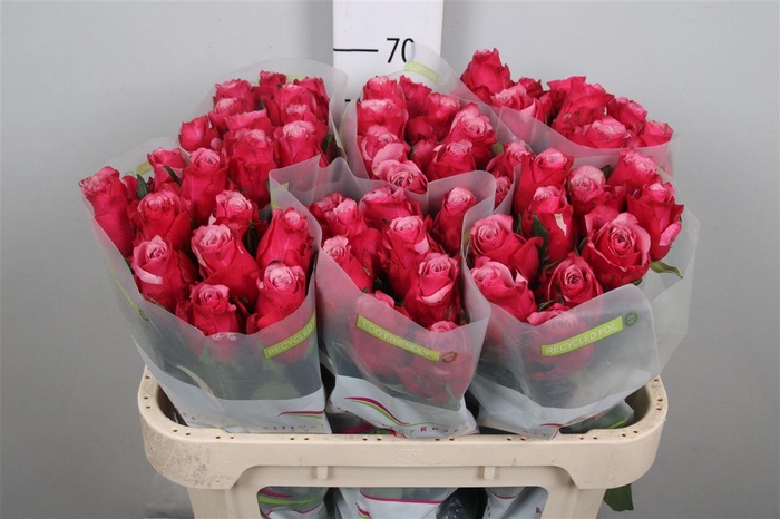 <h4>R Gr Elewana</h4>