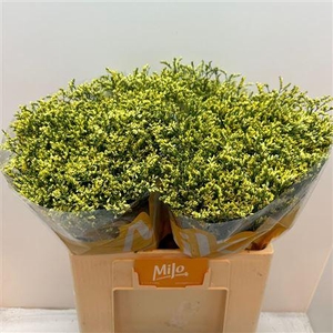 Lim Sin China Summer