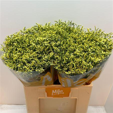 <h4>Lim Sin China Summer</h4>