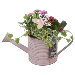 PTPP6806 Arrangement Patio in metalen gieter