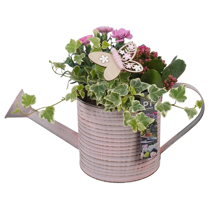 <h4>PTPP6806 Arrangement Patio in metalen gieter</h4>