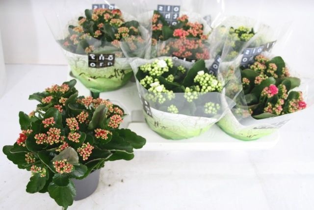 <h4>Kal Ge Gem 5 Kl</h4>