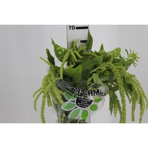 AMARANTHUS VERDE