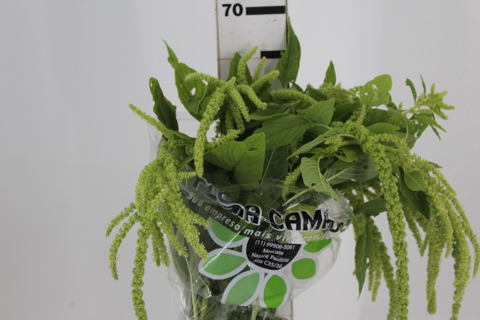 AMARANTHUS VERDE