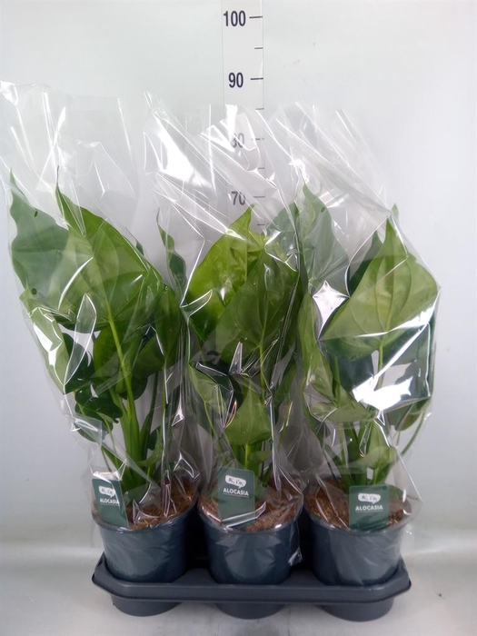 <h4>Alocasia cucullata</h4>