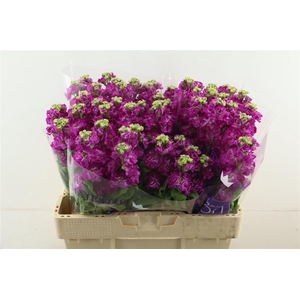 Matth Stox Deep Rose