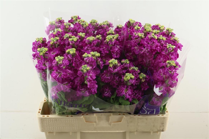 <h4>Matth Stox Deep Rose</h4>